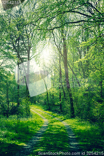 Image of Green forest with sunshine