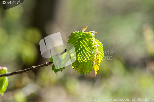 Image of Beech leaf on a twig