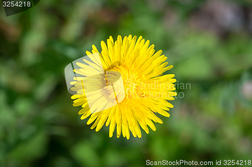 Image of Dandelion flower close-up in yellow