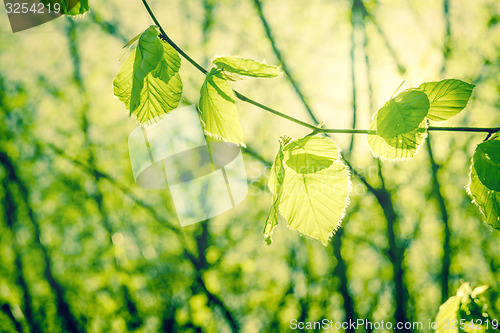 Image of Springtime nature with beech leaves