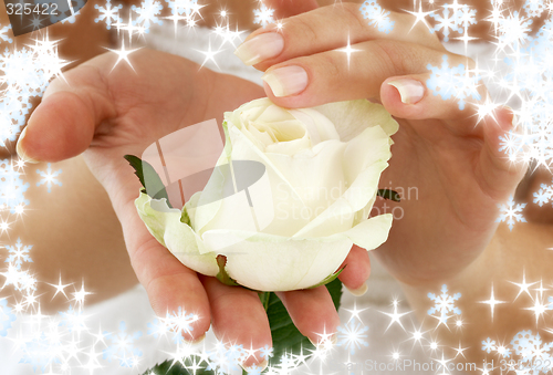 Image of rosebud with snowflakes