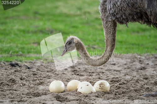 Image of Ostrich protecting the eggs