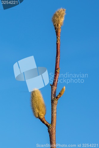 Image of Spring bud on magnolia tree