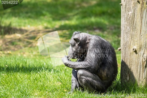 Image of Old chimp eating fruit