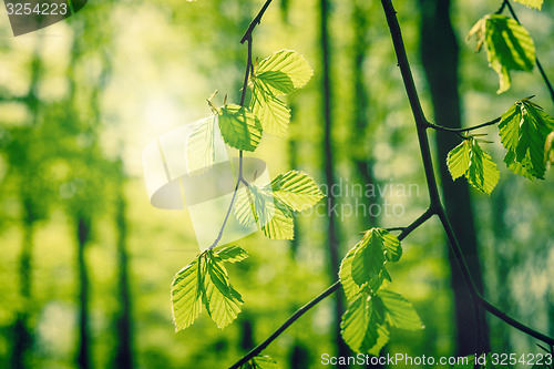 Image of Beech leaves at springtime