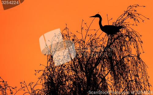 Image of Heron in a tree