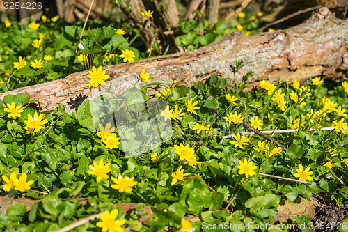 Image of Buttercup flowers in a forest