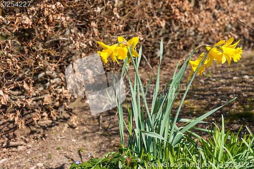 Image of Daffodils on a spring day