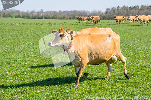 Image of Jersey cattle running on a field