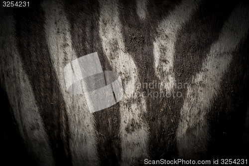 Image of Zebra skin dark background