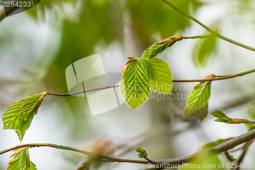 Image of Beech leaves in the spring