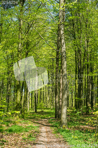 Image of Beech forest in green colors