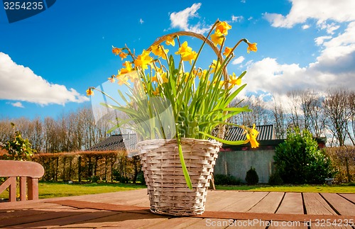 Image of Daffodils on a table