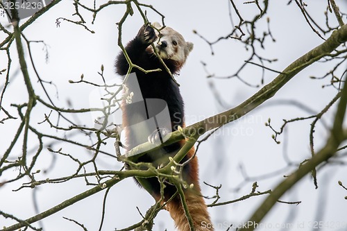Image of Red panda climbing in a tree