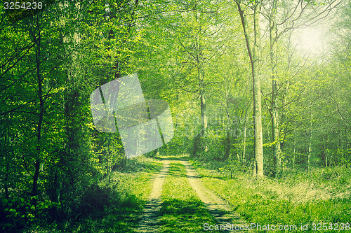 Image of Forest in the springtime