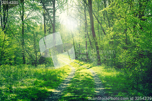 Image of Road in a green forest with sunshine