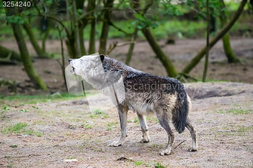 Image of Wolf howling in nature