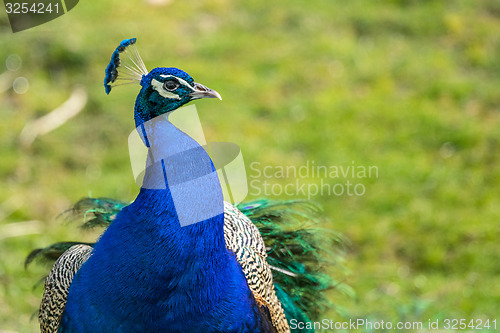 Image of Peacock on green background