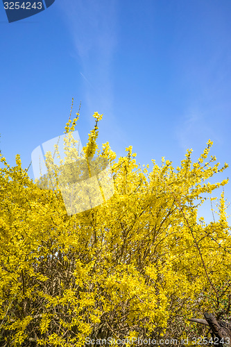 Image of Forsythia bush on blue background