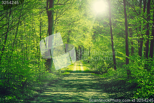 Image of Road going through a green forest