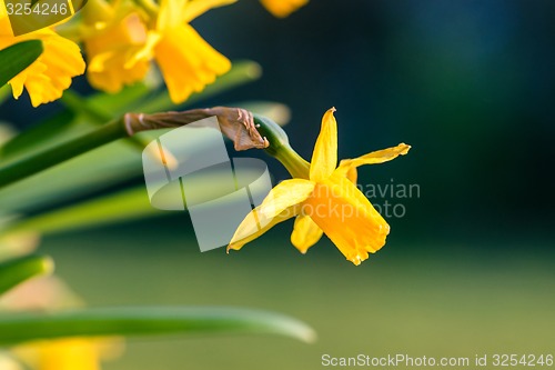 Image of Daffodils in the springtime