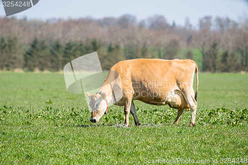 Image of Jersey cow frazing on a field