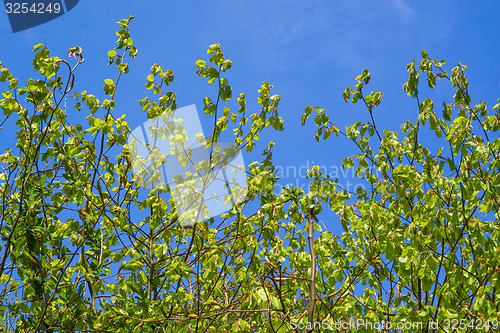 Image of Beech leaves on blue background