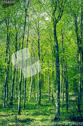 Image of Beech forest at springtime