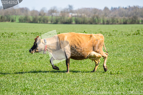 Image of Jersey cow on green grass