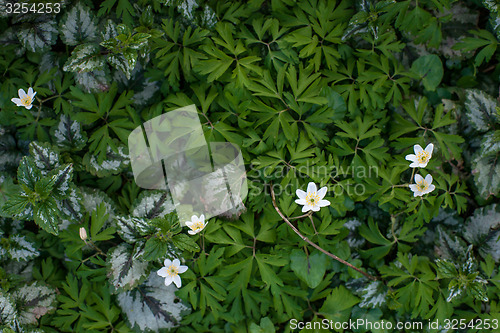 Image of Anemone flower in a garden