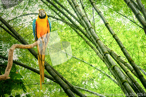 Image of Parrot in the jungle