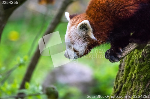 Image of Red panda in a tree