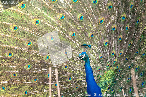 Image of Peacock with open feathers