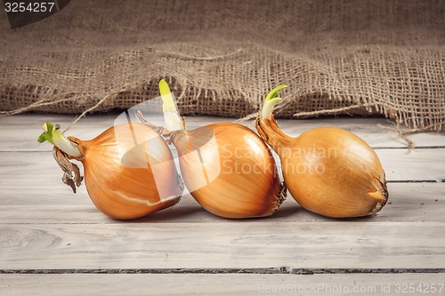 Image of Onions on a row