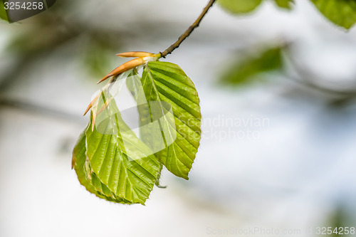 Image of Beech leaves on a twig