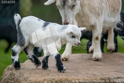 Image of Goat kid with its mother