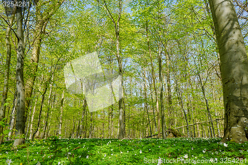 Image of Forest with beech trees