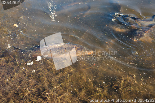 Image of Carp fish in a pond