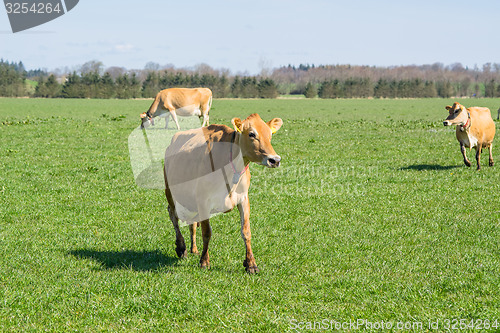 Image of Jersey cows running on grass