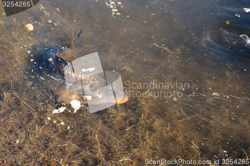 Image of Carp fish in a lake