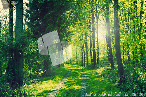 Image of Path in a green forest