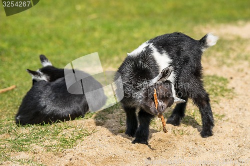 Image of Goat kids on a field