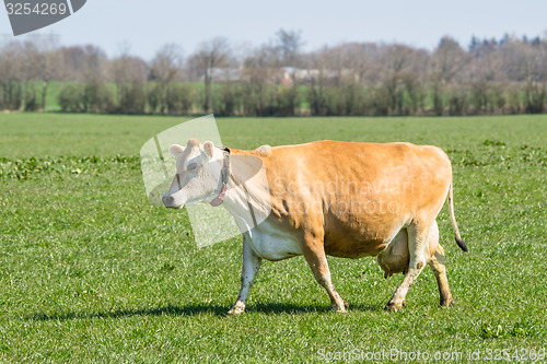 Image of Jersey cow on a green field