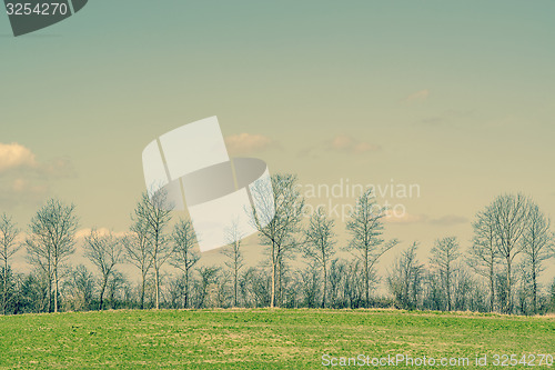 Image of Trees on a green field