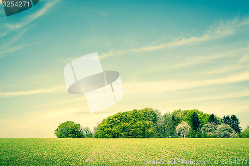 Image of Field landscape with trees