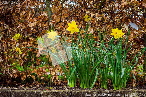 Image of Daffodils in the rain