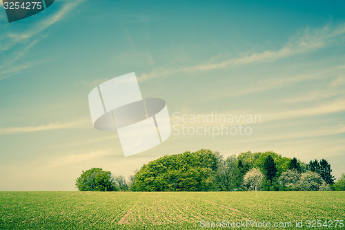 Image of Field landscape with trees