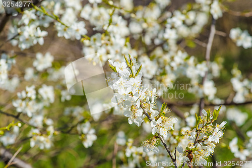 Image of Prunus Cerasifera tree with white flowers