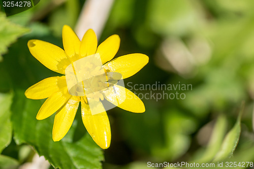 Image of Buttercup flower close-up