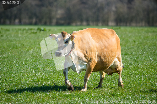 Image of Jersey cow on grass